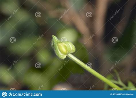 Persian buttercup stock photo. Image of hybrid, asiatic - 253537876