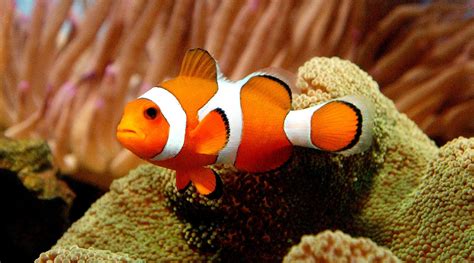 'Nemo' Fish Can See UV Light and Use It to Find Friends, Food: Study ...