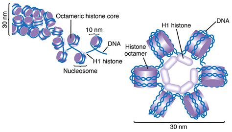 Secondary & Tertiary structure