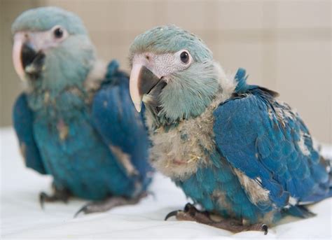 Spix's Macaw Facts, Temperament, Pet Care, Housing, Pictures | Singing ...