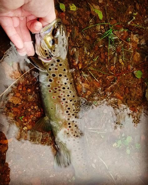 German Brown Trout I caught and released this morning : Fishing