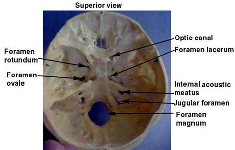 Wikizero - Foramen rotundum