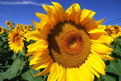 How to Grow Sunflowers | How To Grow Stuff