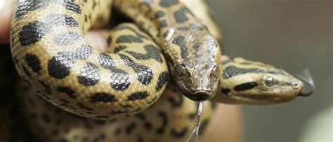 Terrifying Anaconda Attack Caught On Video | The Daily Caller