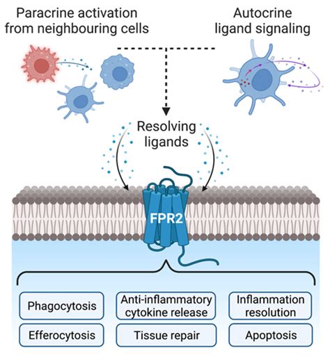 Life | Free Full-Text | Promiscuous Receptors and Neuroinflammation ...