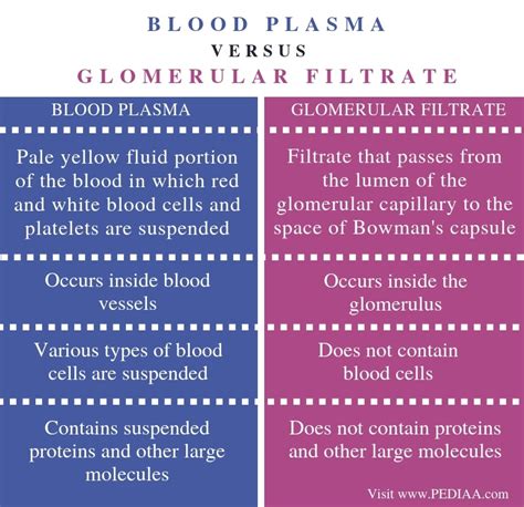 What is the Difference Between Blood Plasma and Glomerular Filtrate ...