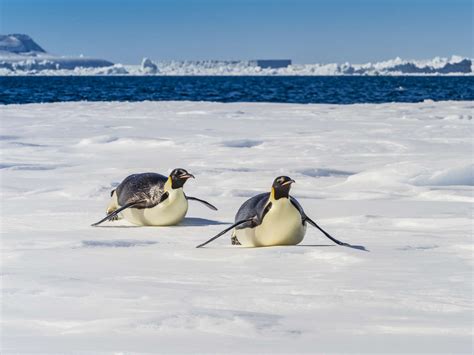 On the Ice with the World's Largest Penguins | Olympus