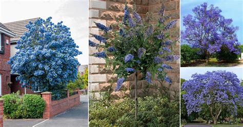 13 Beautiful Trees With Blue Flowers | Balcony Garden Web