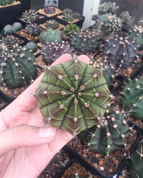 Gymno tuyển 7cm - 120.000vnd 😘 #cacti #cactus #succulove #succulent # ...