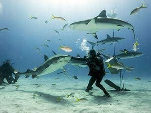 10 Consejos para Bucear o Nadar con Tiburones - Top Buceo