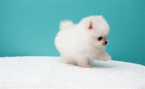 How to Take Care of Newborn Pomeranian Puppies - Spinning Pom