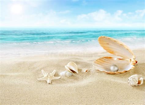 Pearl on the Beach Sea Shell Stock Image