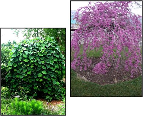 LAVENDER TWIST WEEPING REDBUD – Hinsdale Nurseries – Welcome to ...