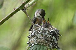 The Baby Hummingbird. Captured in photos.