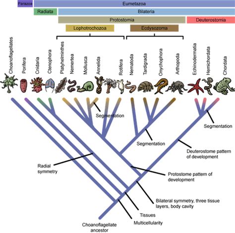 Biology The Animal Family Tree - Shmoop Biology