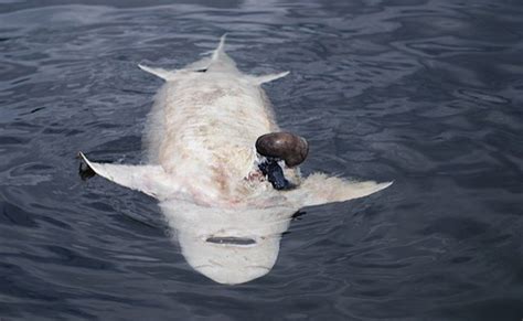 Giant dead fish in lake may be sturgeon | The Spokesman-Review