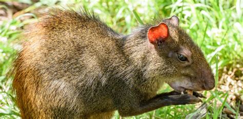 Oakland Zoo | Red-Rumped Agouti