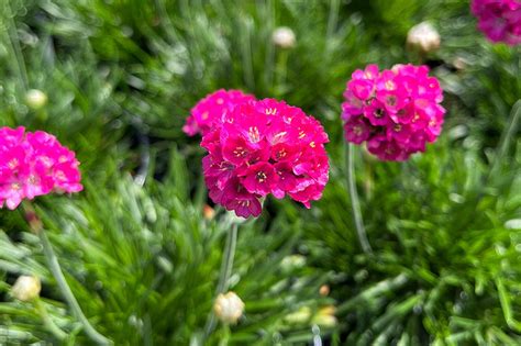 How to create a rockery – Plants For All Seasons