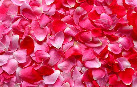 Rose Petals Background Stock Photos, Pictures & Royalty-Free Images ...