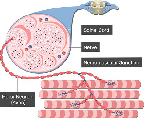 Diagram Of Axon