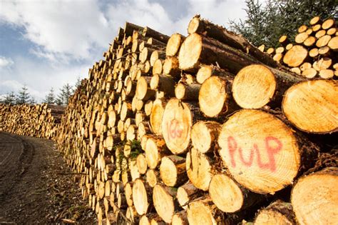 Wood pulp making with paper pulp machines