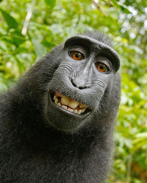 List 96+ Pictures Funny Monkey Faces Pictures Stunning