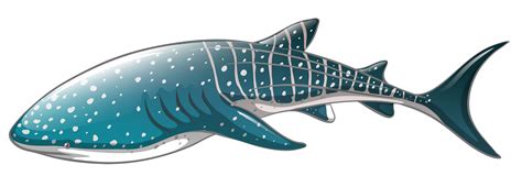 Whale shark clipart 20 free Cliparts | Download images on Clipground 2024