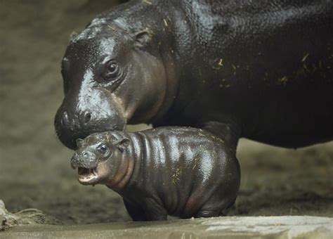 Zoo’s baby pygmy hippo makes splashy debut - The San Diego Union-Tribune