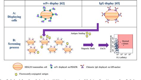 Figure 5 from Selection of antibodies from synthetic antibody libraries ...