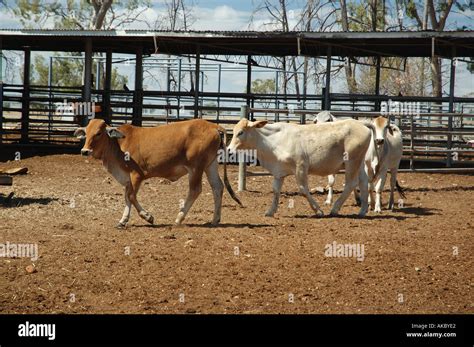 cattle yard Queensland Australia Stock Photo - Alamy