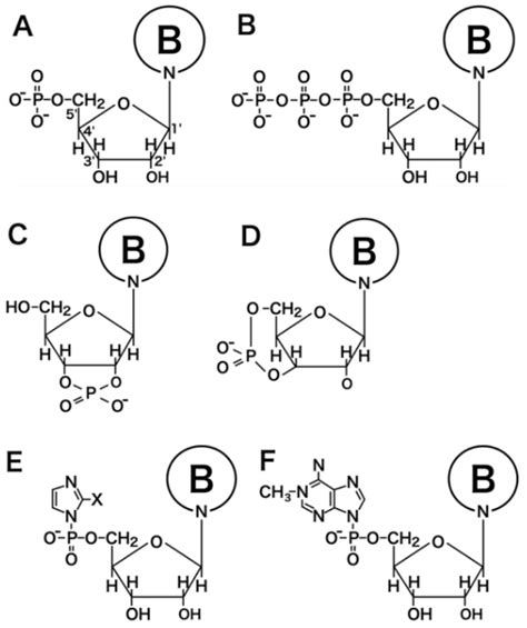 Ribonucleotide and the activated forms of ribonucleoside. Panel A ...