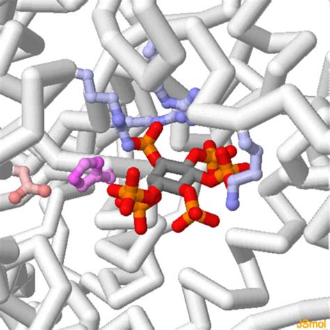 PDB-101: Molecule of the Month: Phytase