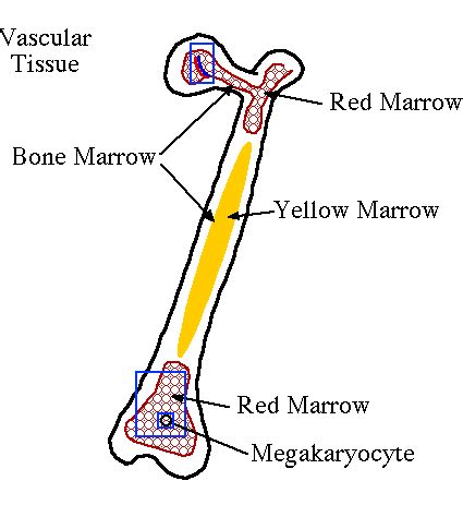 Cartoon of Long bone with Hyperlinked Red Marrow