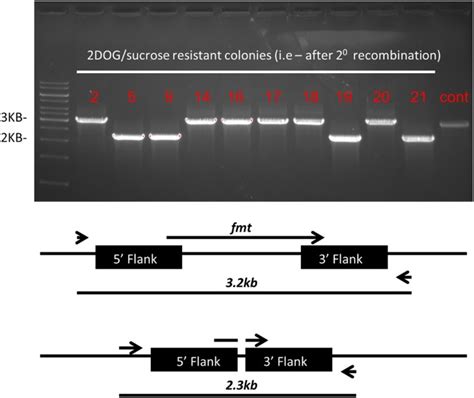 The gene fmt, encoding tRNAfMet-formyl transferase, is essential for ...