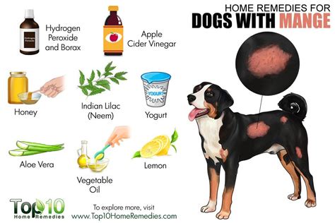 Home Remedies for Dogs with Mange | Top 10 Home Remedies