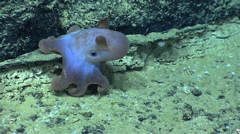 Top-7 Interesting Dumbo Octopus Facts - STARNEWS