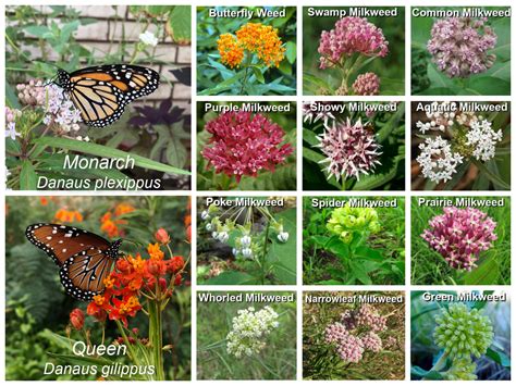 Want Butterflies? Plant Host Plants! – Butterfly Lady