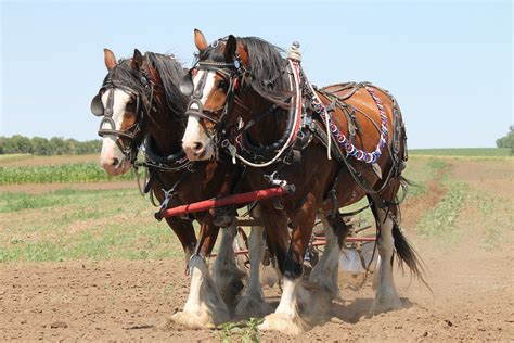 Budweiser Welcomes First Clydesdale Born in 2020