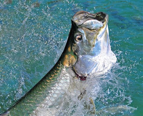 Best Time Of Year For Tarpon Fishing In The Keys — Saltwater Experience ...