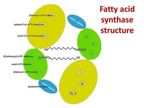 Lipid metabolism - презентация онлайн