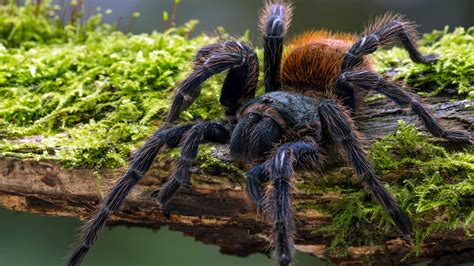 Tarantula | San Diego Zoo Animals & Plants