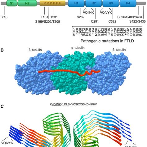 Mechanisms of cell-to-cell transfer of pathological tau protein ...