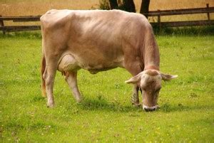 Brown Swiss Cattle For Sale in Michigan!