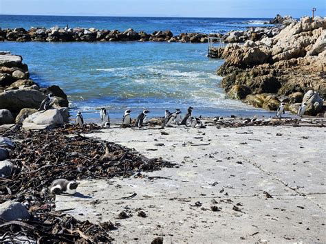 Bekijk Pinguïns bij Stony Point of Boulders Beach in Zuid-Afrika