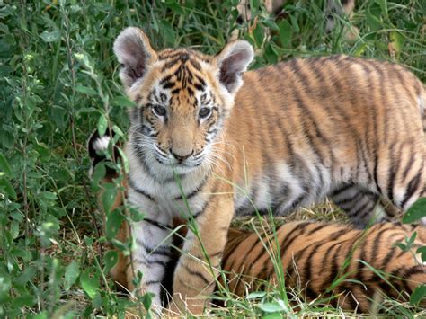 Tiger Cubs Playing Free Stock Photo - Public Domain Pictures