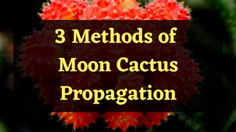 3 Methods of Moon Cactus Propagation — PlantWorksNYC