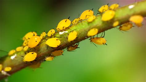 Natural Tips for Aphid Control - Homesteader DepotHomesteader Depot