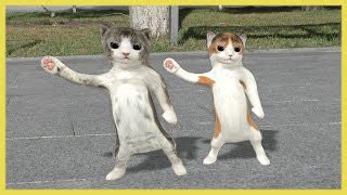 dancing cats video | FunnyCat.TV