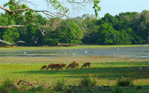 Wildlife Photography in Sri Lanka - routes.travel