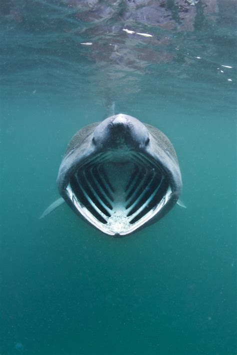 World's first protected area for basking sharks set for Scottish waters